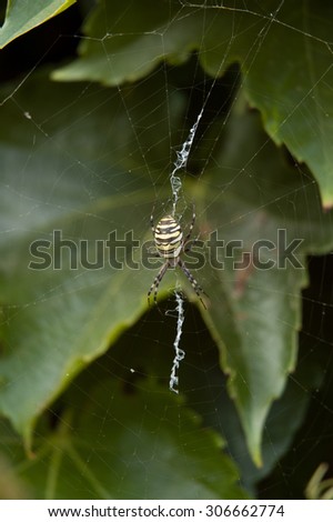 spider web on vine leaves