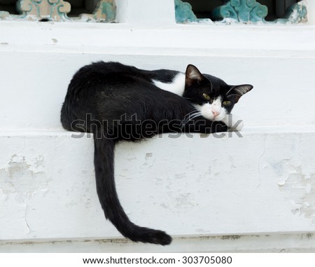 Black and white cat sleeping on wall