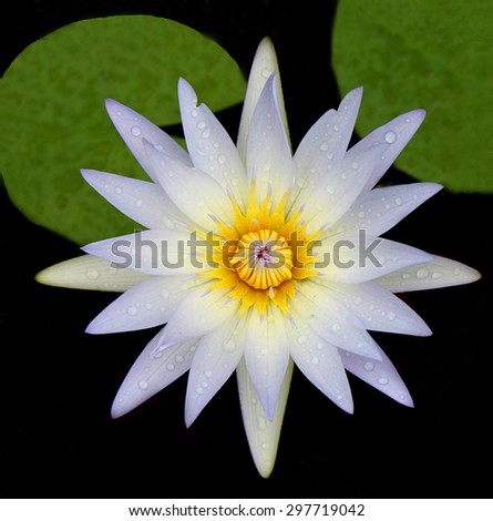 Close-up water white lily with dew and green leaves in the pond. South Africa. Flower background. Wallpaper.