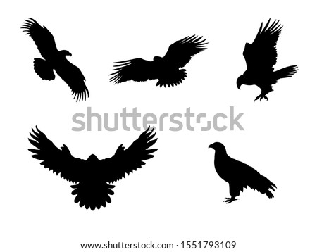 Hawk Eagle Falcon Orlan. Silhouettes predator birds. Vector illustrator