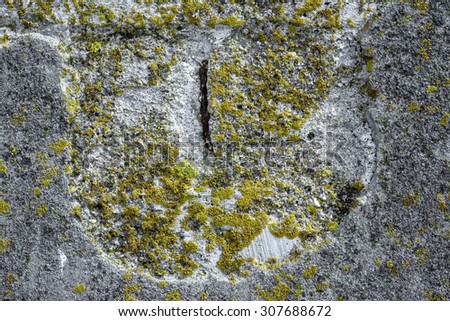 Algae and Mold On A concrete wall. Old concrete or cement wall texture.