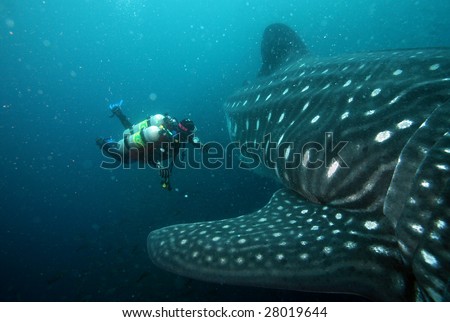 scuba diver approaching whale shark in galapagos islands waters