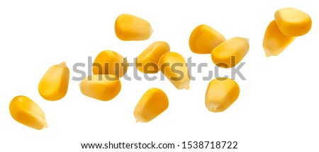 Falling corn seeds isolated on white background with clipping path, collection of raw yellow corn grains