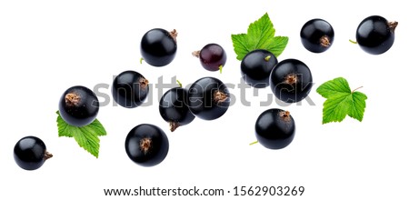 Black currant collection isolated on white background close-up, with clipping path, falling juicy berries of blackcurrant with fresh leaves Photo stock © 