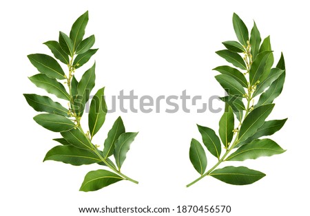 Laurel wreath made of fresh bay leaf branches, isolated on white background with clipping path