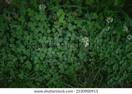 Similar – Image, Stock Photo Shamrock after the summer rain