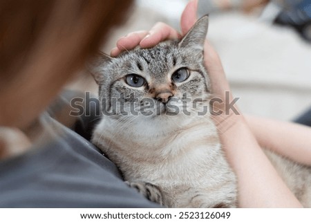 Image, Stock Photo House cat in his basket