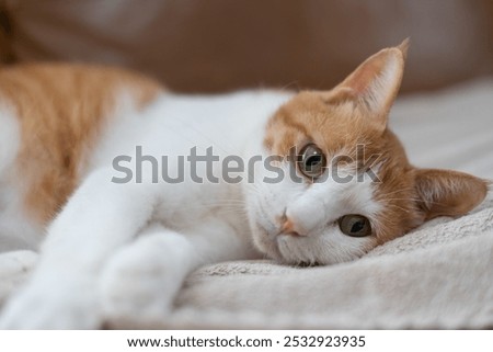 Similar – Image, Stock Photo Cat lies in the arms of a woman in the home office