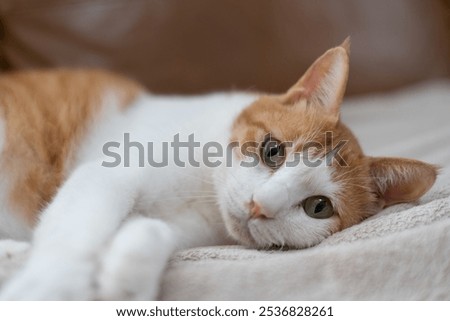 Image, Stock Photo Cat lies in the arms of a woman in the home office