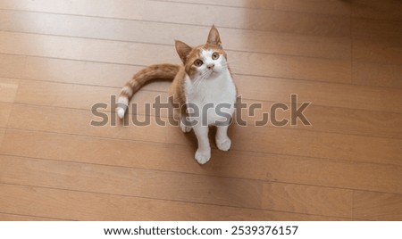 Similar – Image, Stock Photo Cat looks up at the countdown