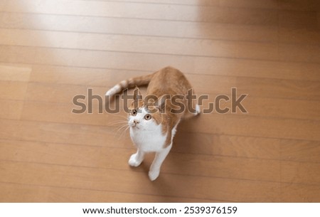 Similar – Image, Stock Photo Look the cat in the eye