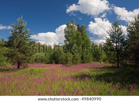 Field of colorful wild flowers in front of a wild forest