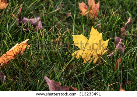 Yellow Maple leaf back-lit by sunlight. Leaves fallen on grass during Fall season.