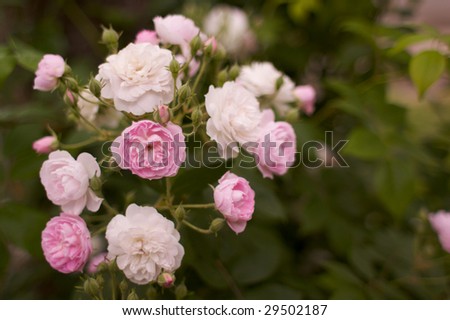 Pink  and White Tea Roses foreground in focus and with a short depth of field a soft focus of background roses