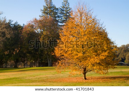 Golf Course gold leaf tree during fall with fallen leaves on green grass