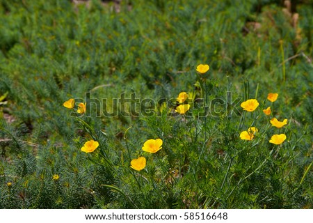 Small Yellow poppies against soft focus green plants