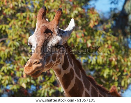 Brown spotted griraffe head looking to left and soft focus forest of trees