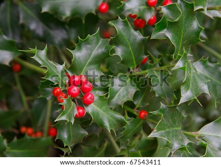 Red Berries And Thorny Green Leaves Of A Holly Plant Stock Photo ...