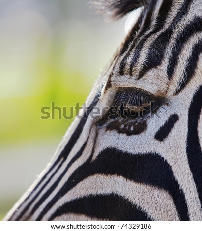 Close up a single zebra eye and a portion of the head  bisecting the image on a diagonal