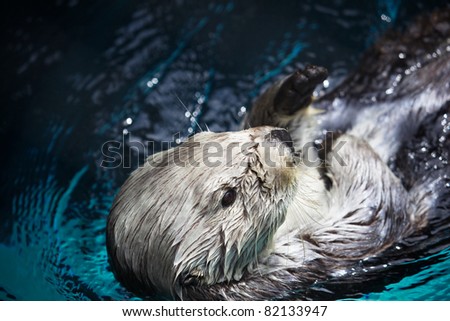 Laid back Sea Otter in a pool of turquoise blue water