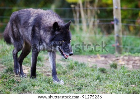Black and gray wolf prowling with soft focus fence in background
