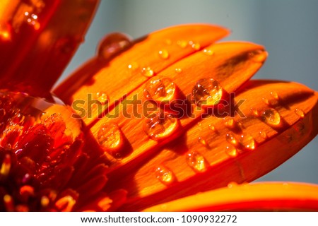 Image, Stock Photo Flower Macro shot