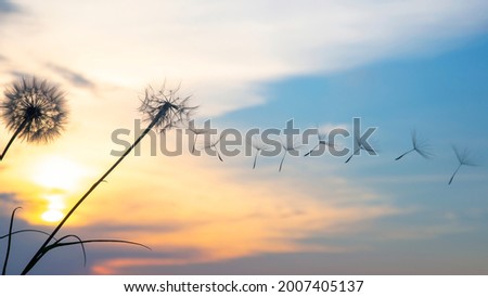 Similar – Foto Bild Pusteblume im Abendlicht