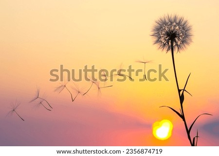 Similar – Foto Bild Pusteblume im Abendlicht