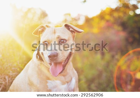 Pit bull sitting with sun beam shining on it\'s face
