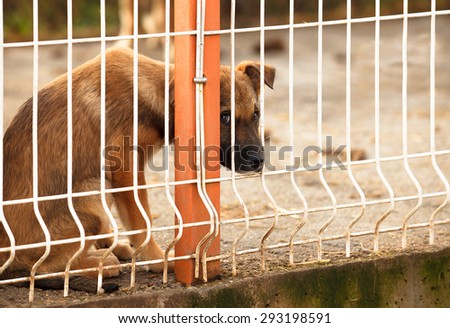 Lonly and sad abandoned puppy behind fence of a enclosure in a dog shelter. Looking scared.