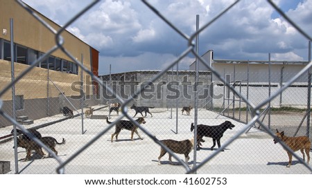 homeless dogs behind fence outside, in a shelter