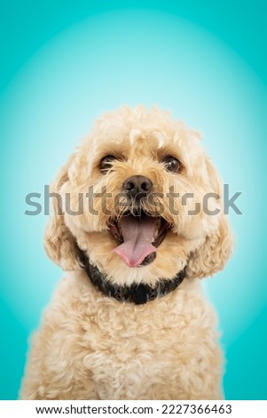 Close up of a mixed breed dog. Funny pet in the studio. Dog portrait isolated. Studio shot of a cute dog on an isolated background Сток-фото © 