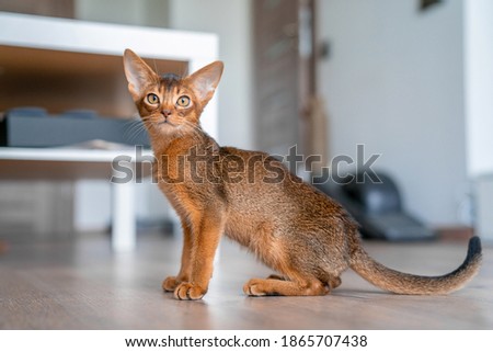 Abyssinian cat at home with her owner at home. Beautiful purebred short haired kitten. Foto stock © 