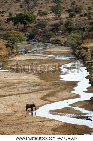 Lone elephant drinking from a dried river