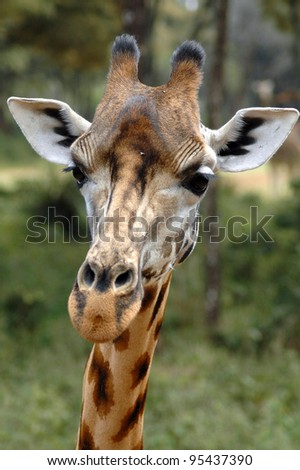 A close up of a giraffes head looking forward