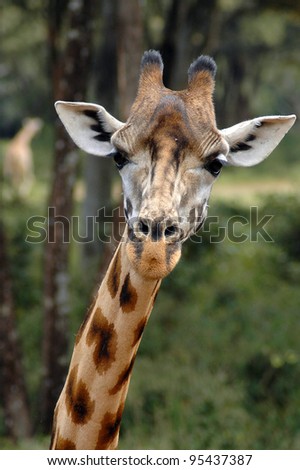 A close up of a giraffes head and neck looking forward