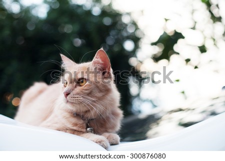 Curious and funny cat on a green autumn light background, watching cat close up, Cat portrait close up, cat in green background,cat head
