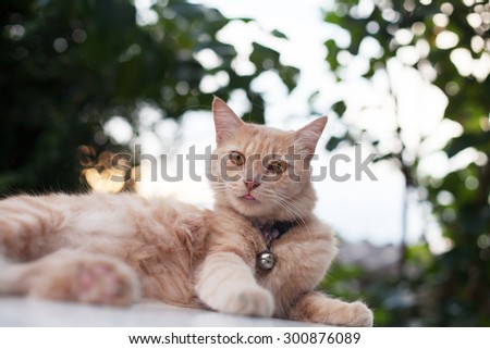 Curious and funny cat on a green autumn light background, watching cat close up, Cat portrait close up, cat in green background,cat head