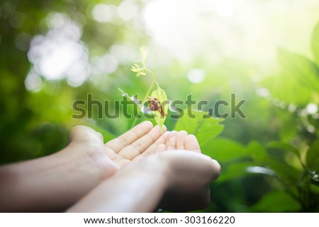 Snail in human hands on blurred abstract green forest, desert over colorful sunset background. Ecology concept. World Environment Day concept