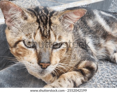 Similar – Image, Stock Photo Three colored cat lying on wooden bench