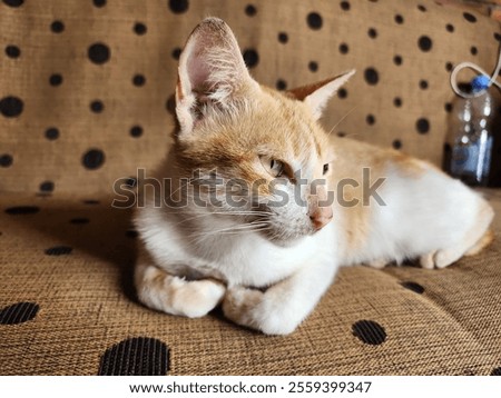 Similar – Image, Stock Photo Three colored cat lying on wooden bench