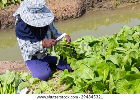 Worker cutting green plant or vegetable in garden by small knife, make product for send to market.