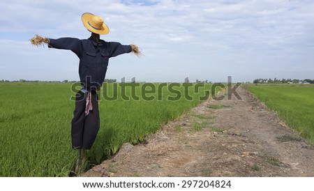 A straw puppet call scarecrow has character look like man or farmer standing protect rice field from birds.