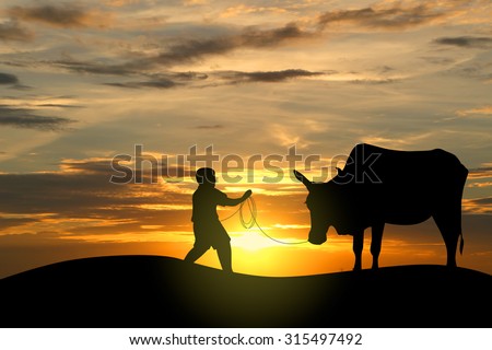 Silhouette image of a Children cattle, farmer boy and his buffalo back home in sunset.
