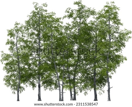 Similar – Image, Stock Photo Group of birch trees with classic structure and colouring of the bark