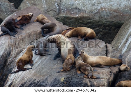 Steller sea lions arguing