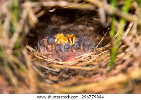 The little nestling of forest birdie is in a nest.
