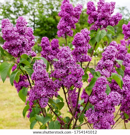 Similar – Image, Stock Photo purple lilac flowers and lilac buds against green background, closeup
