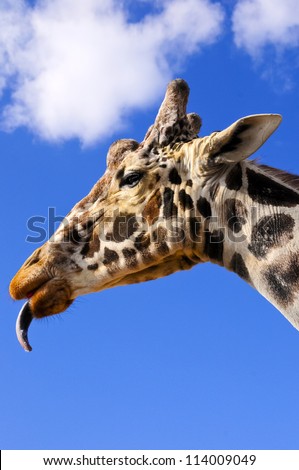 A profile of a giraffe with his tongue sticking out