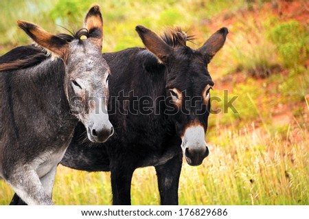 Two Burros standing in a field at Custer State Park South Dakota
